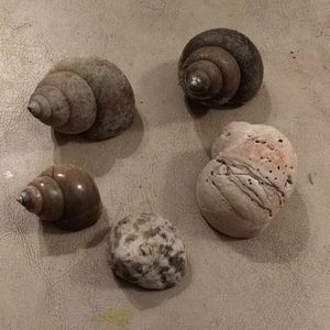 5 Hermit crab shells. Small 1" to 2" sizes.